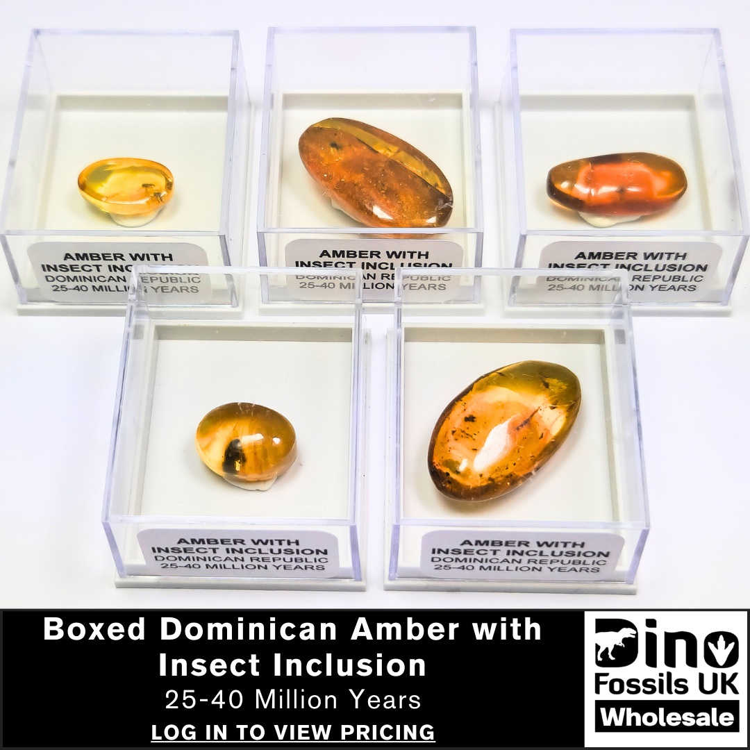 Dominican Amber with an insect inclusion in a labelled display case