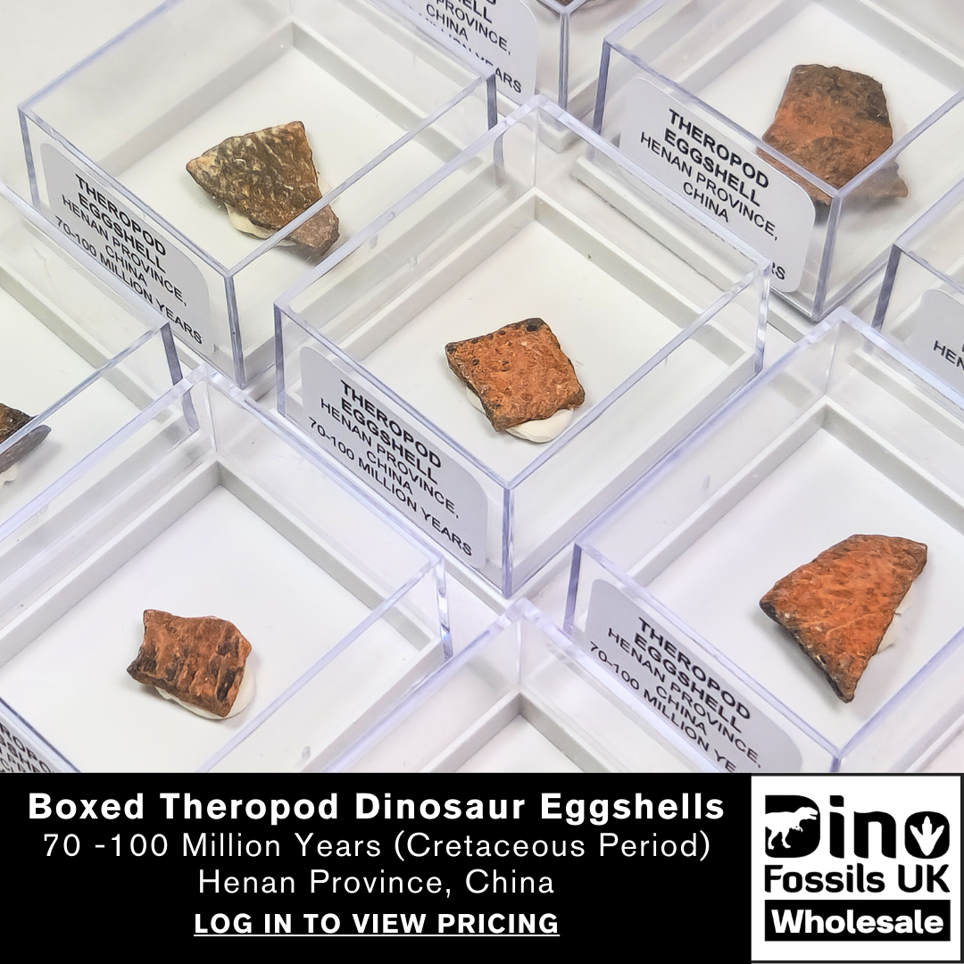 Theropod Dinosaur Eggshells in a labelled display case