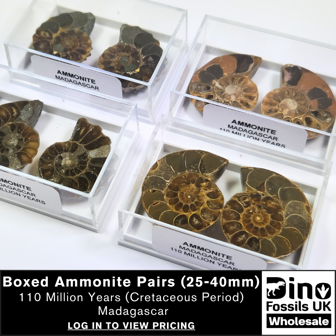Ammonite Pairs in a labelled display case