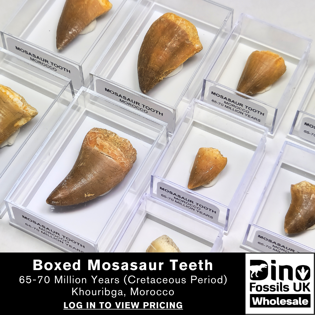 Mosasaur teeth in a labelled display case