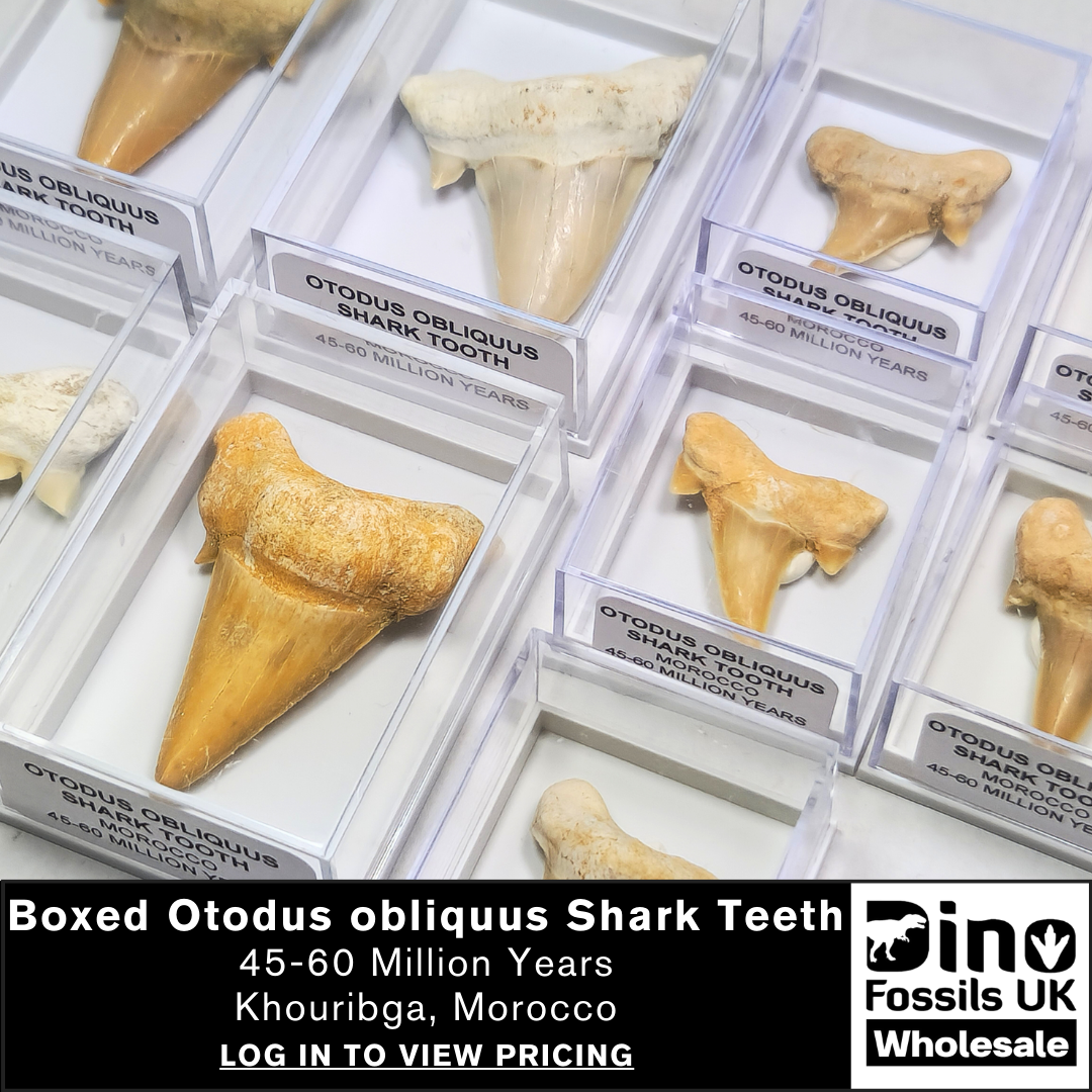 Otodus obliquus Shark Teeth in a labelled display case