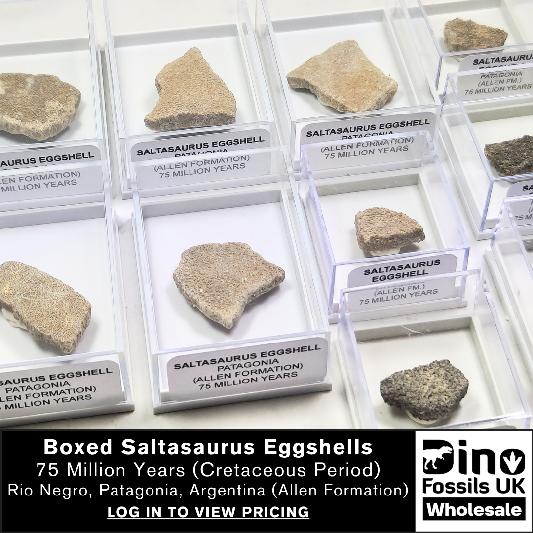 Saltasaurus Sauropod Eggshells in a labelled display case