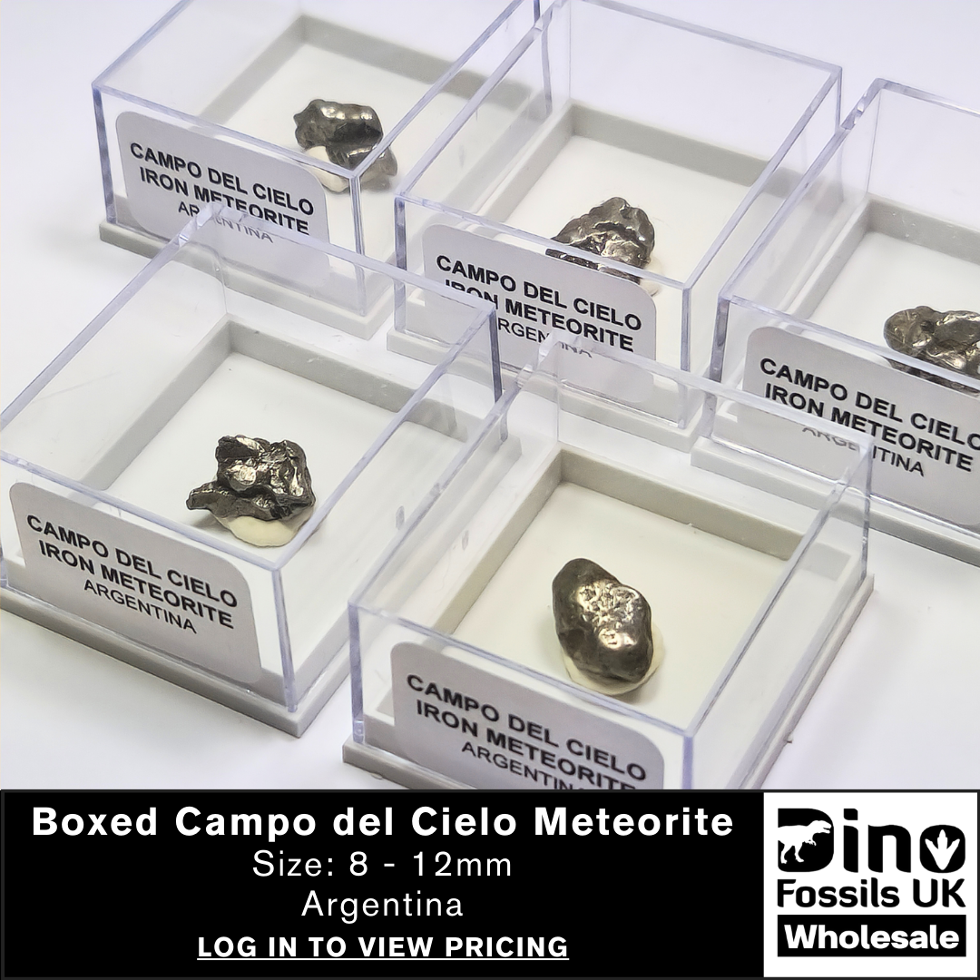 Meteorites in a labelled display case