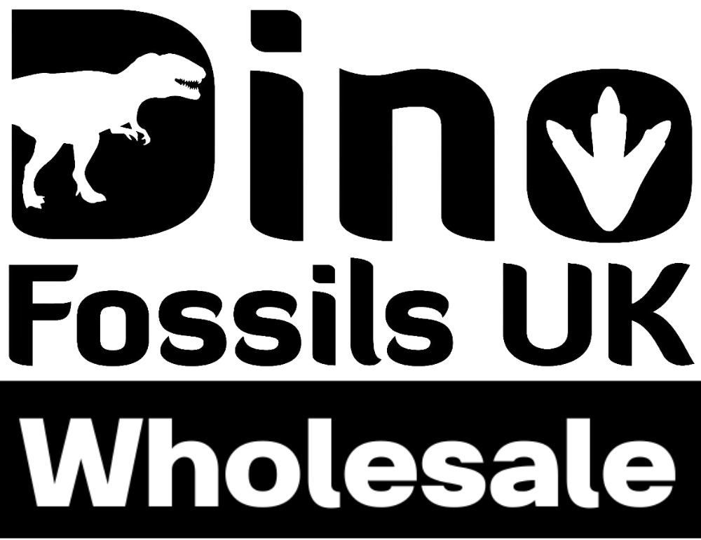 Dino fossils UK Wholesale logo
