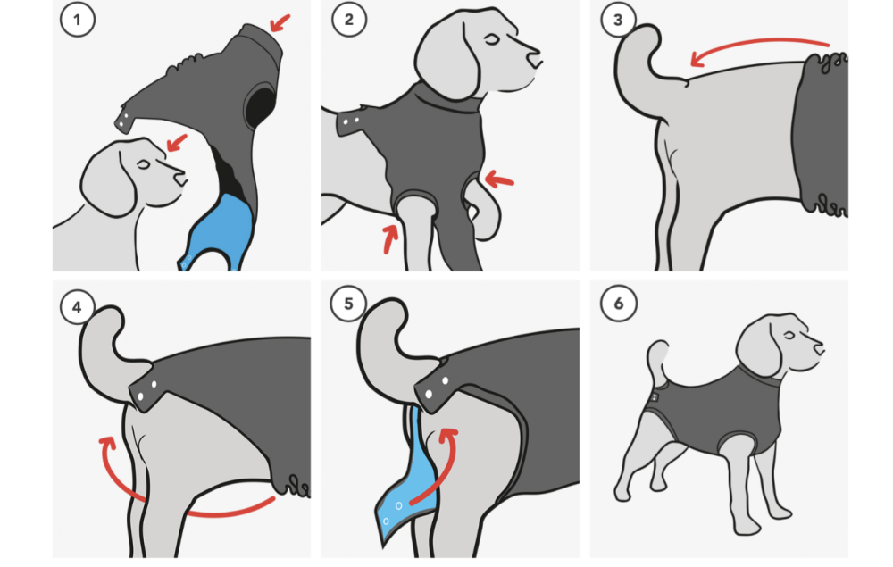 How to Put Your Dogs Suitical Suit On