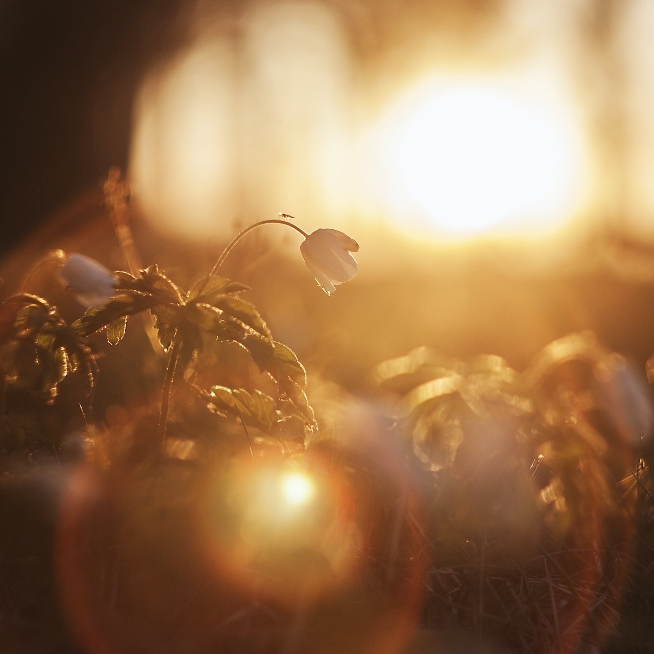 a-close-up-of-a-plant-with-the-sun-in-the-background-CoREQIuk1qM