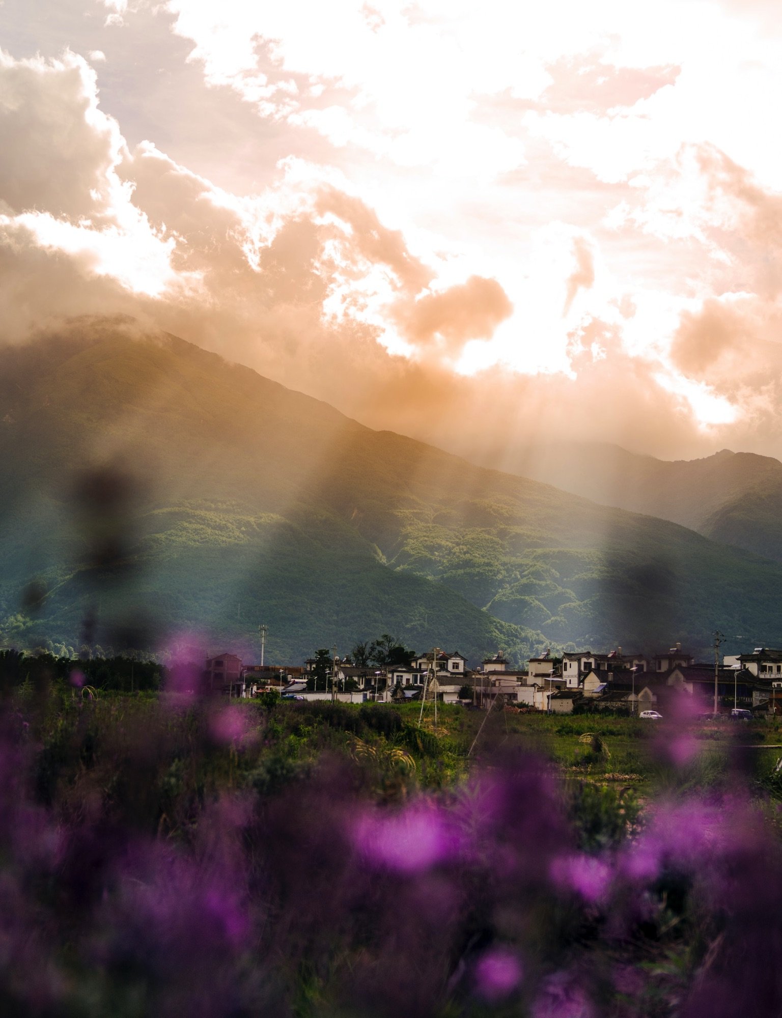 purple-flower-in-bloom-sEBgObIiBx0.jpg