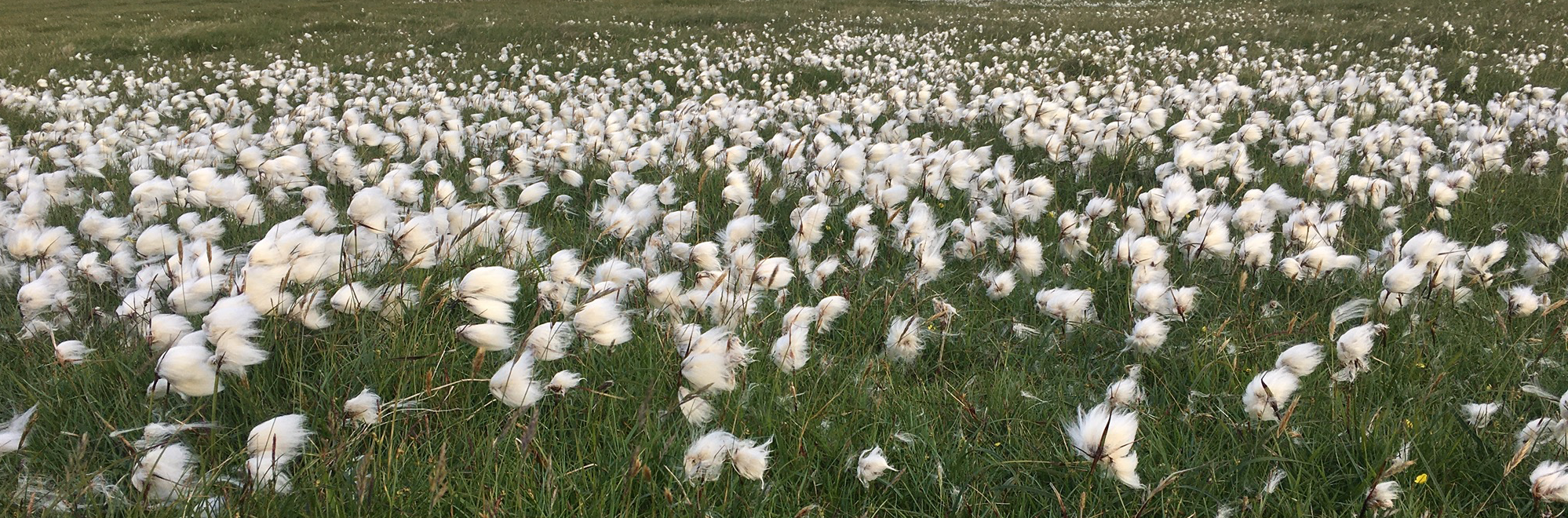 A field full of white fluffy bog cotton.