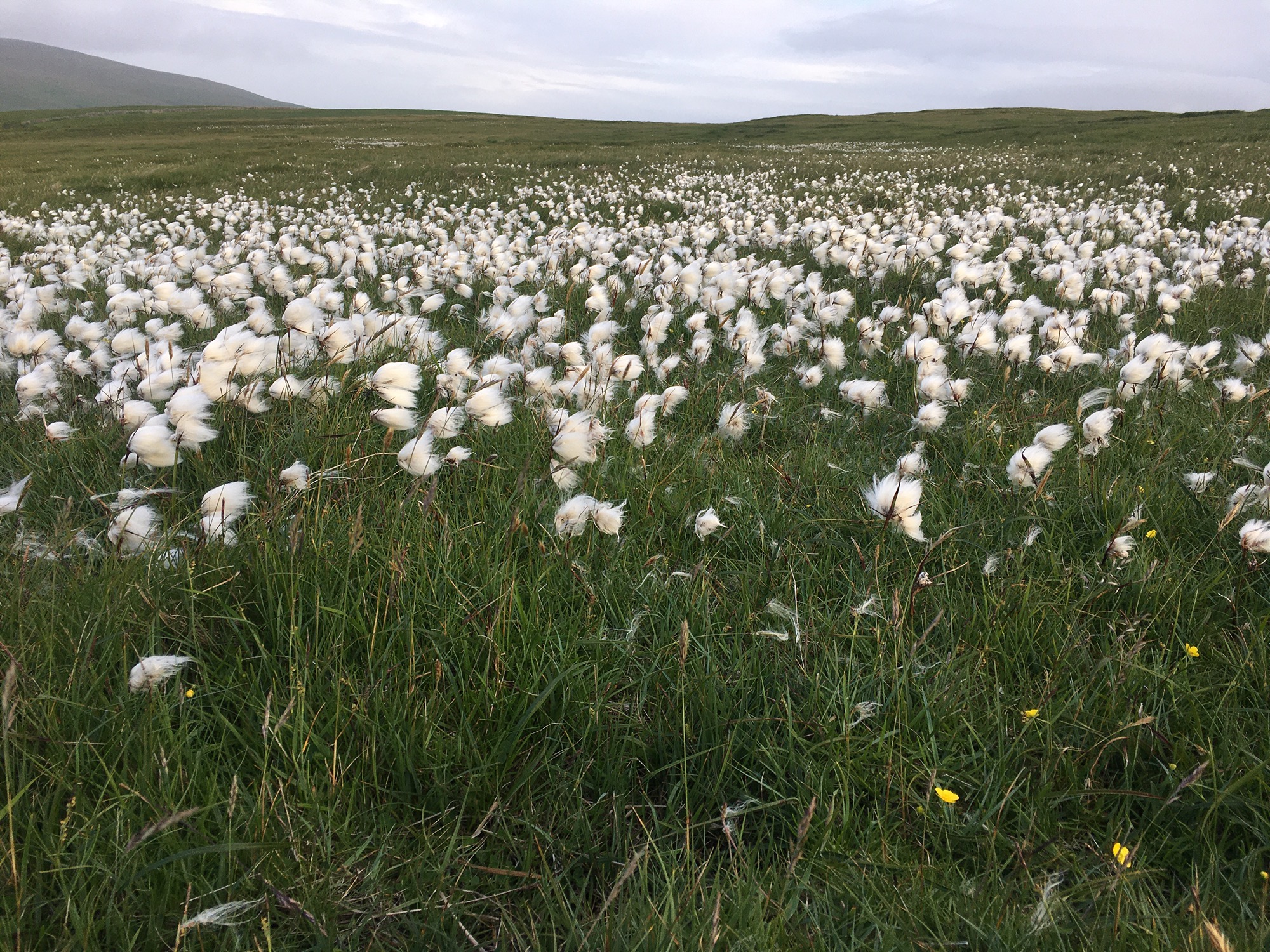 A field full of white fluffy bog cotton. 