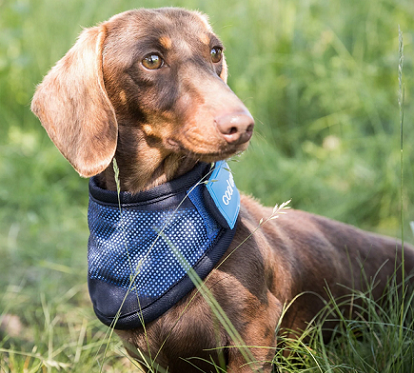 Cool on Track® Canine Cooling Bandana