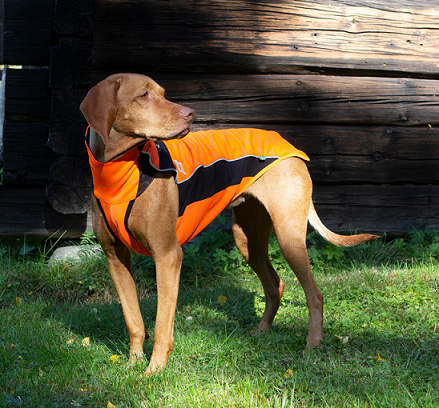 Back on Track® Canine High Visibility Jumper, Eddie