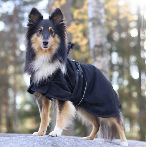 Back on Track® Dog Mesh Sheet, Classic