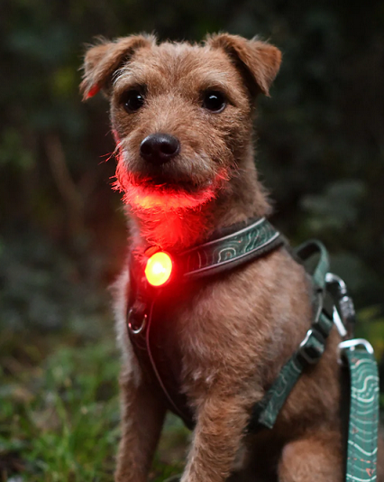 Twiggy Tags Dog Collar Safety LED Light