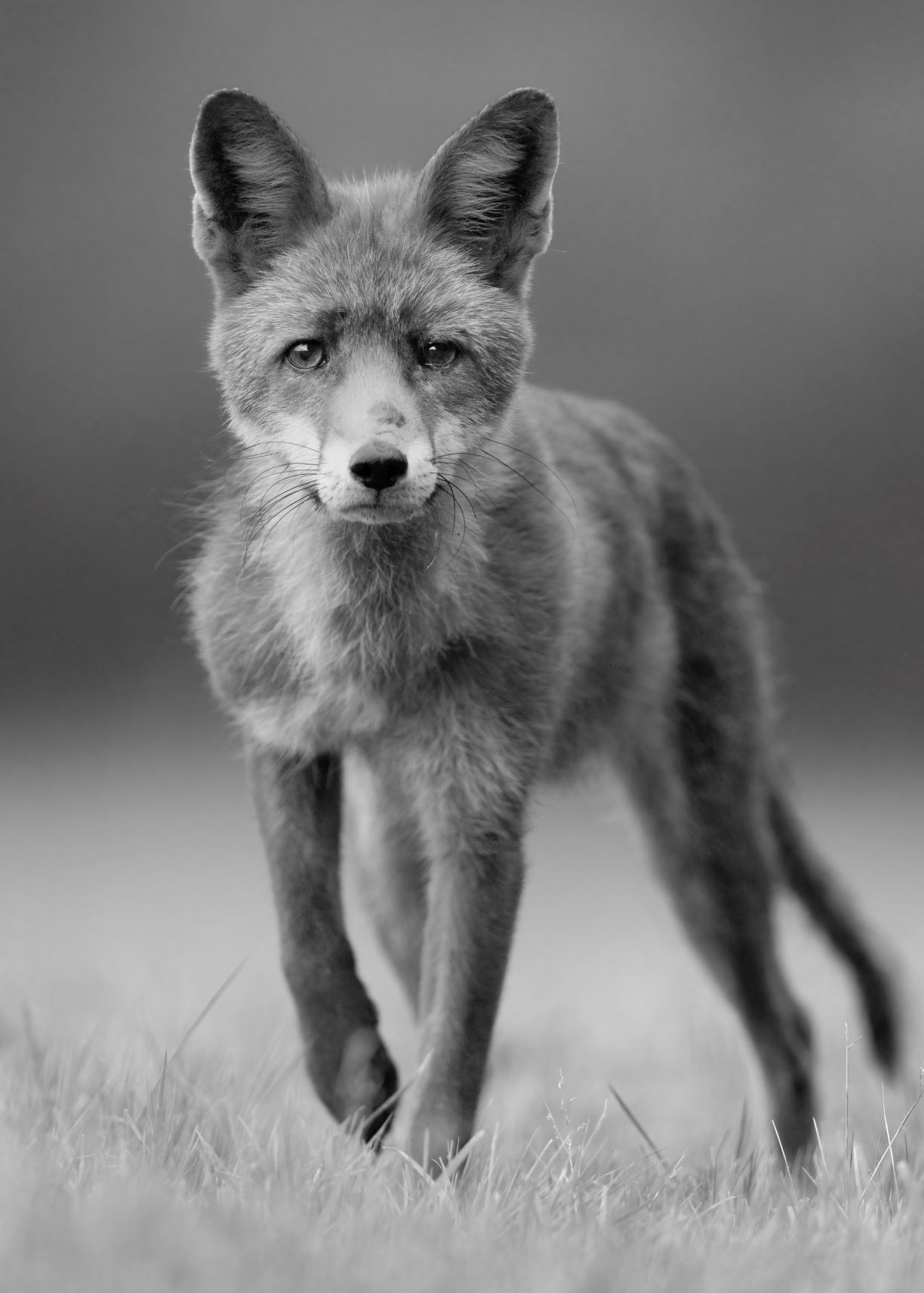 Website There's Still Life In The Old Dog Fox (7x5 B&W Portrait)