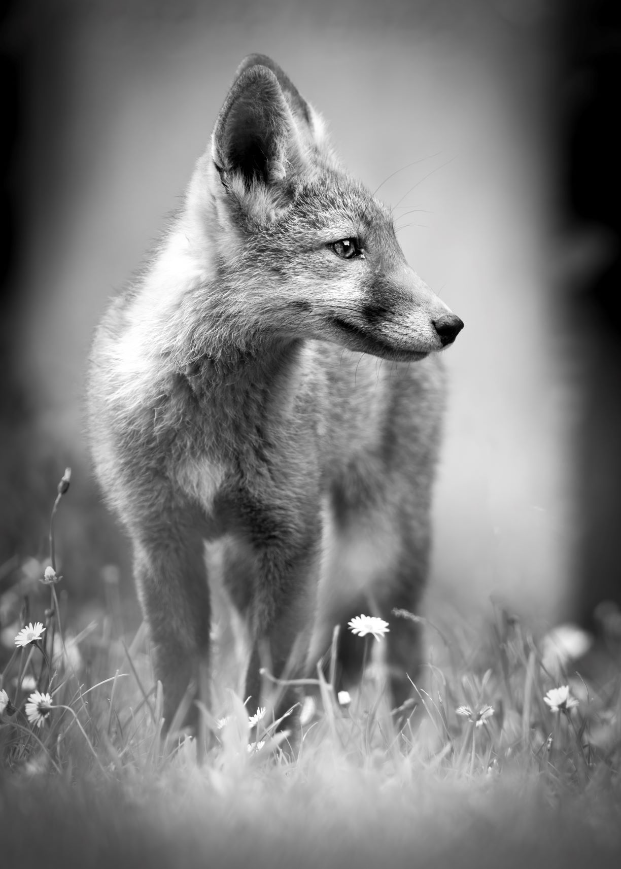 DSC_0423 Fox Kit (7x5 B&W Portrait).jpg