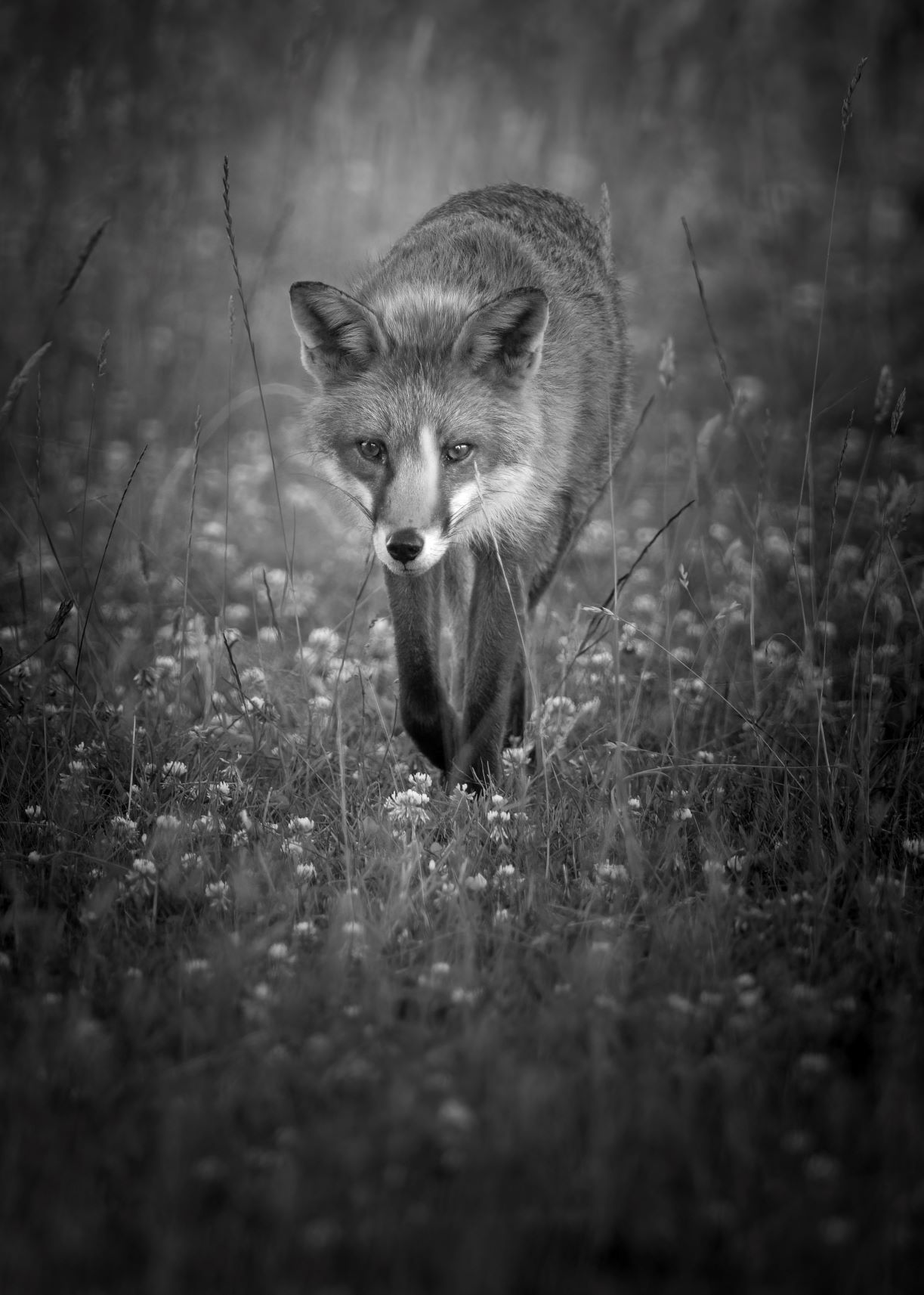 DSC_0703 Red Fox (7x5 B&W Portrait).jpg