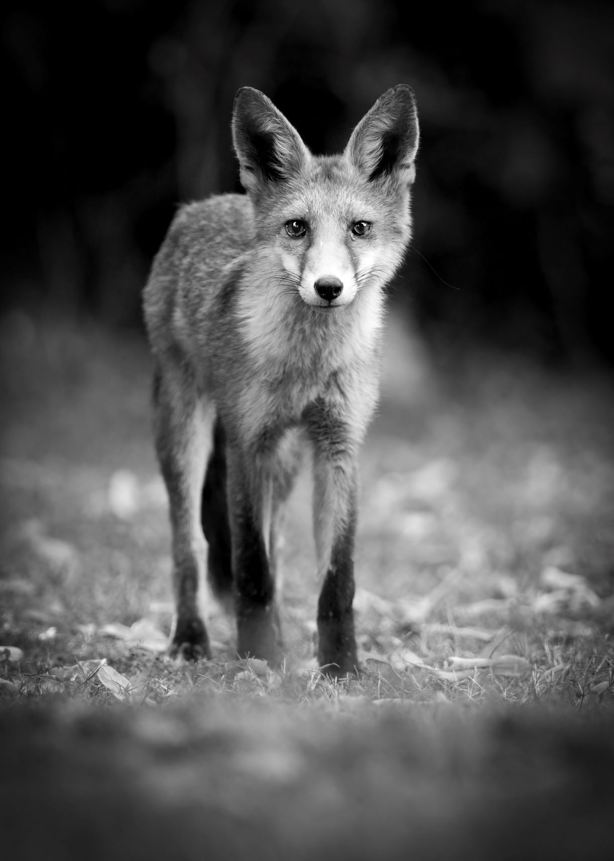 DSC_2348 Fox (7x5 B&W Portrait).jpg