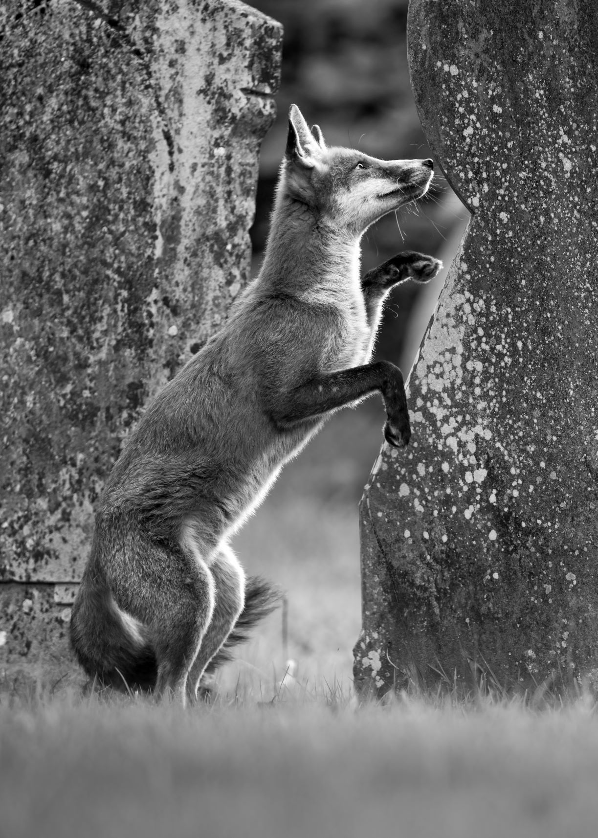 DSC_6124 Juvenile Fox Jumping Up At Headstone (7x5 B&W Portrait).jpg