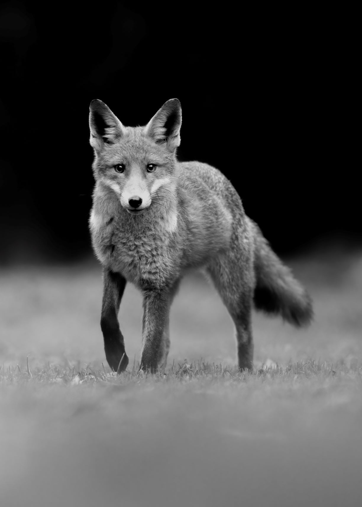 DSC_9117 Young Blood (7x5 B&W Portrait).jpg