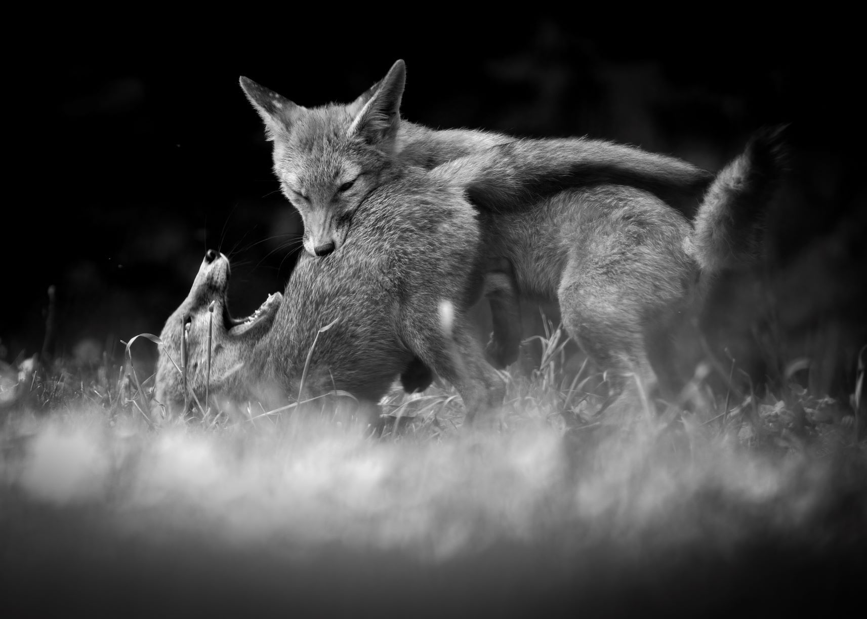DSC_0154 Playfighting Fox Kits (7x5 B&W).jpg