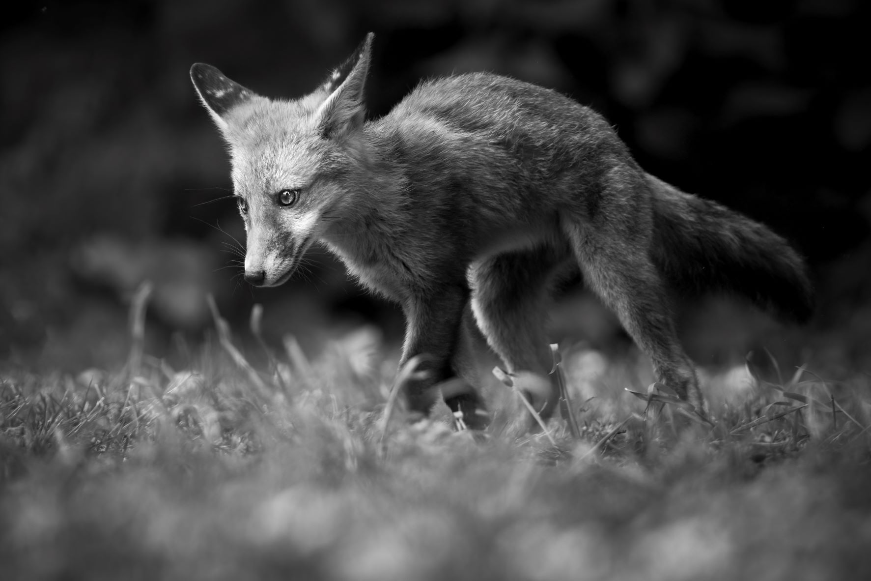 DSC_0181 Fox Kit (6x4 B&W).jpg