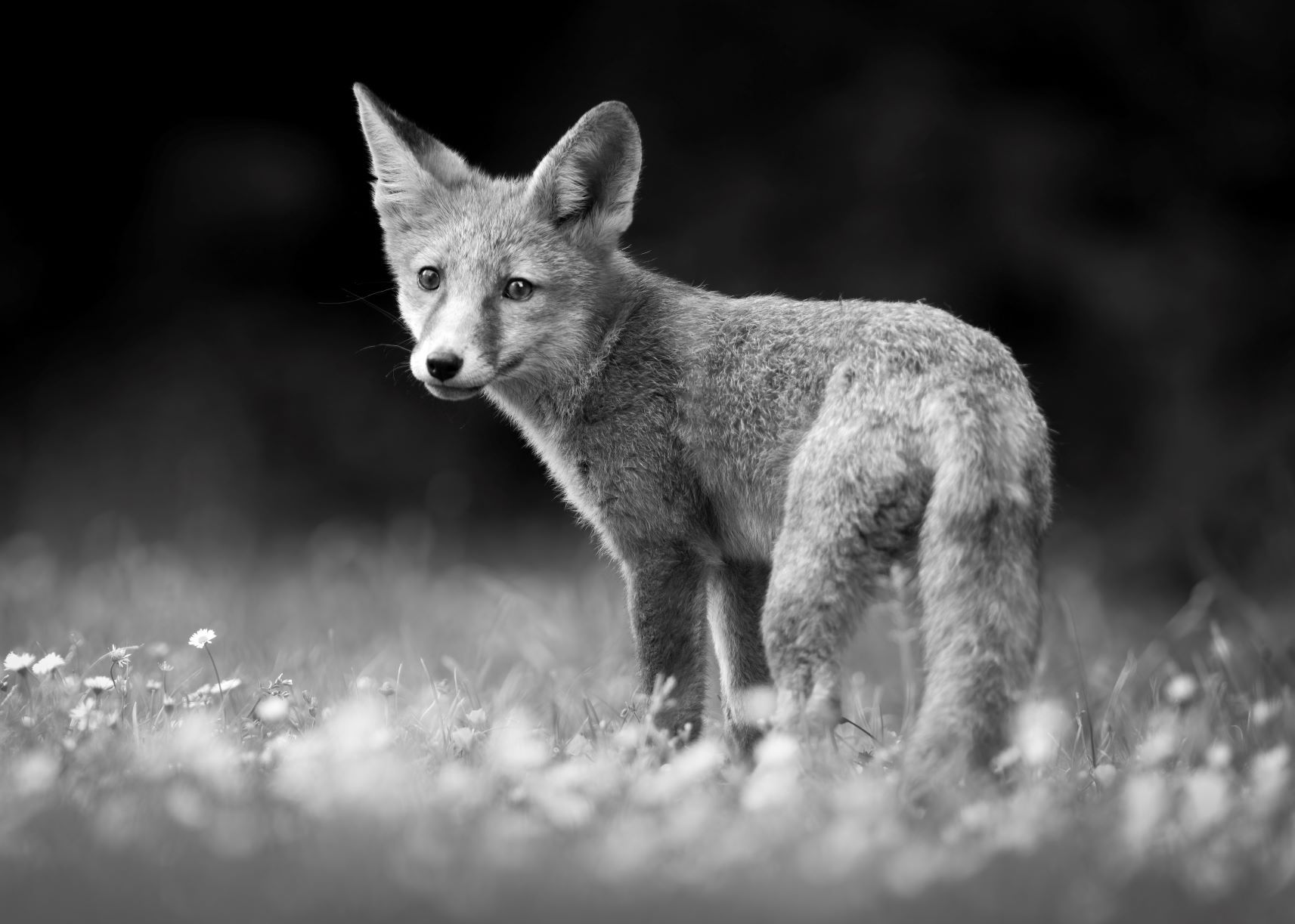 DSC_0232 Fox Kit (7x5 B&W).jpg