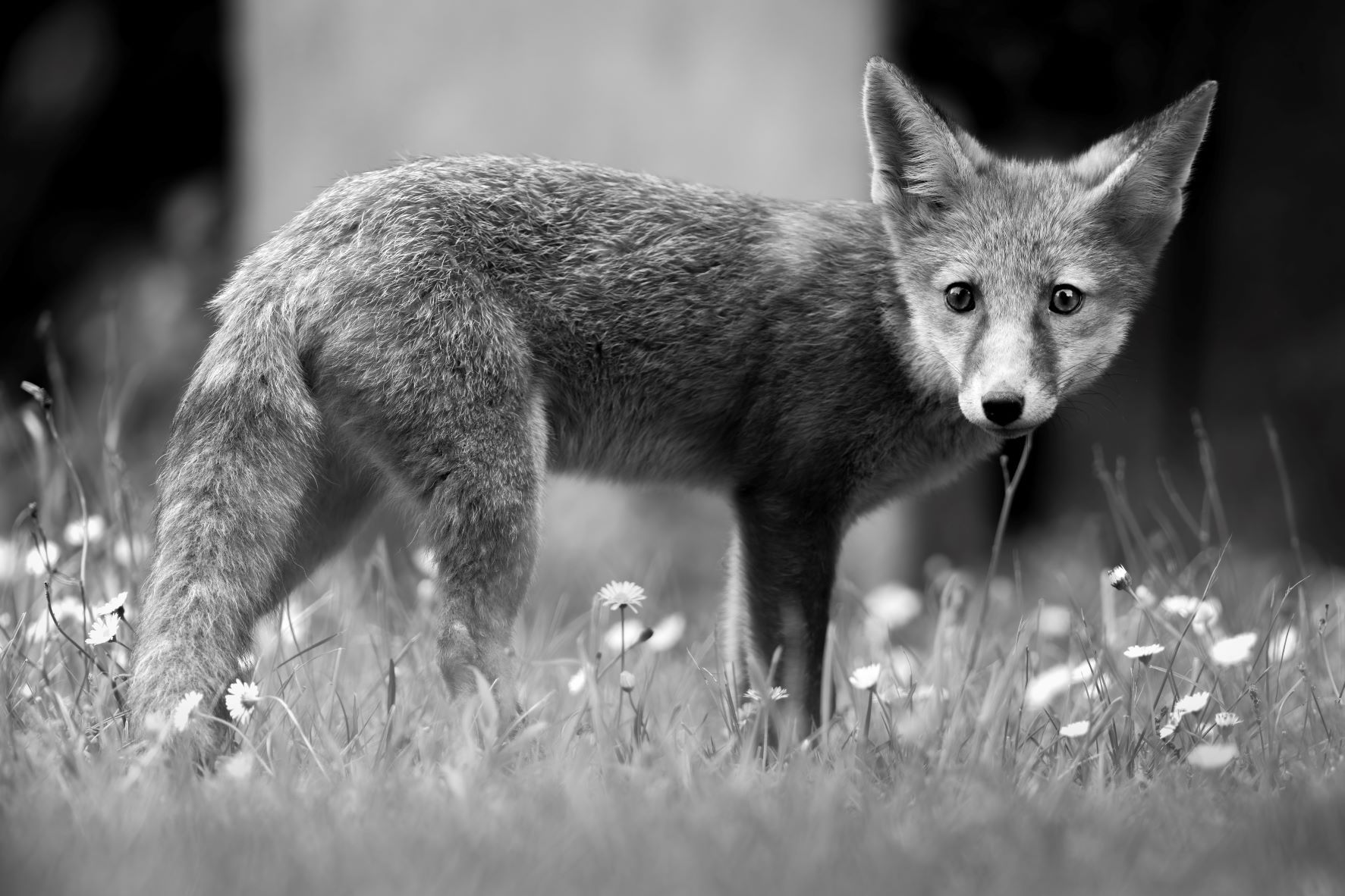 DSC_0358 Fox Kit (6x4 B&W).jpg