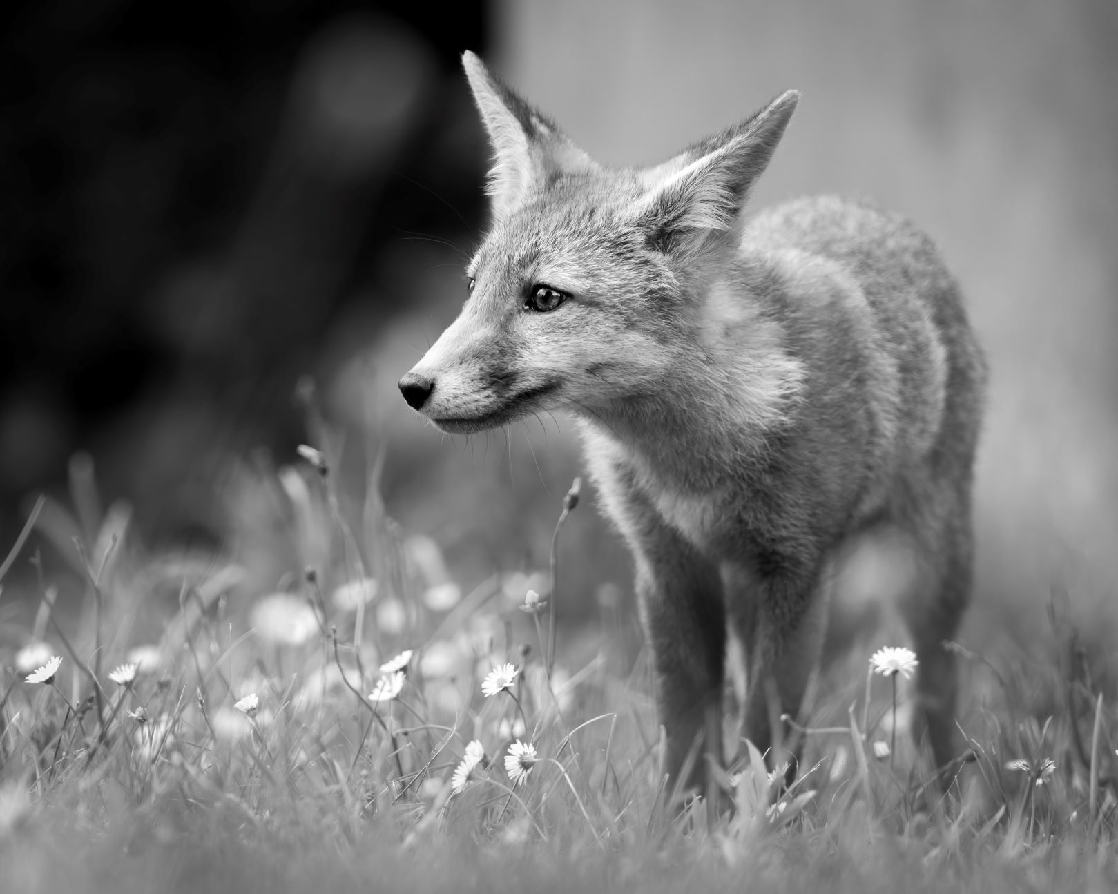 DSC_0415 Fox Kit (8x10 B&W).jpg