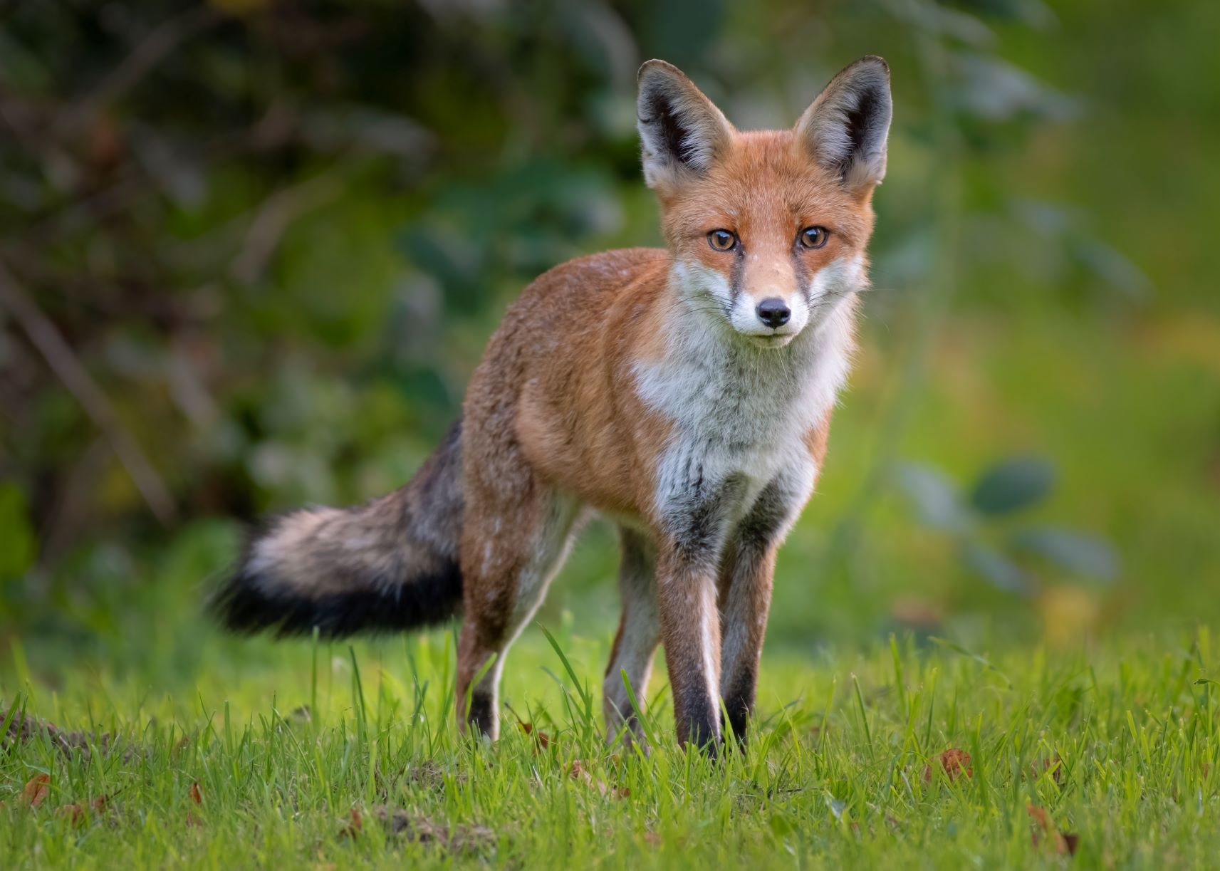 DSC_1005 Ash Church Juvenile Fox (7x5).jpg