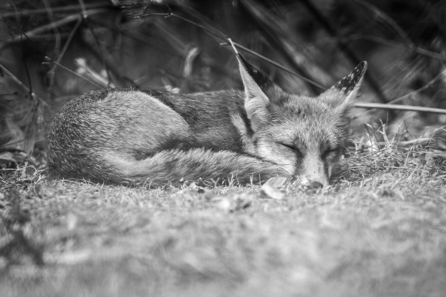 DSC_2478 Sleeping Fox Kit (6x4 B&W).jpg