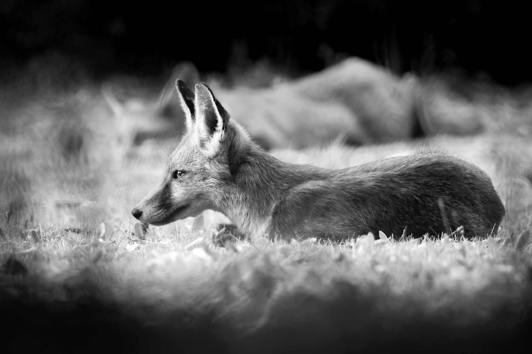 DSC_2767 Foxes Lazy Summer Afternoon (6x4 B&W).jpg