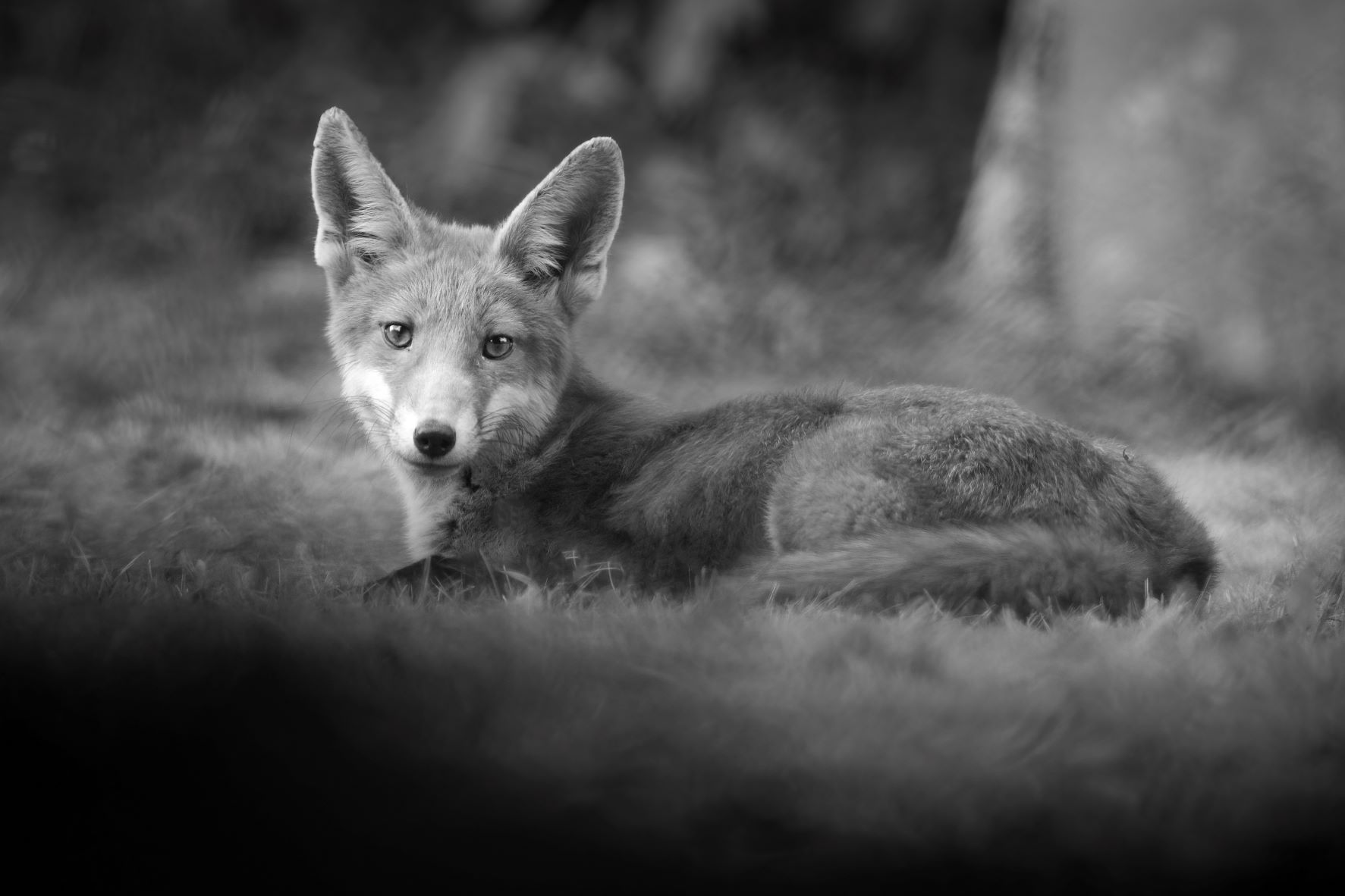 DSC_2784 Fox (6x4 B&W).jpg