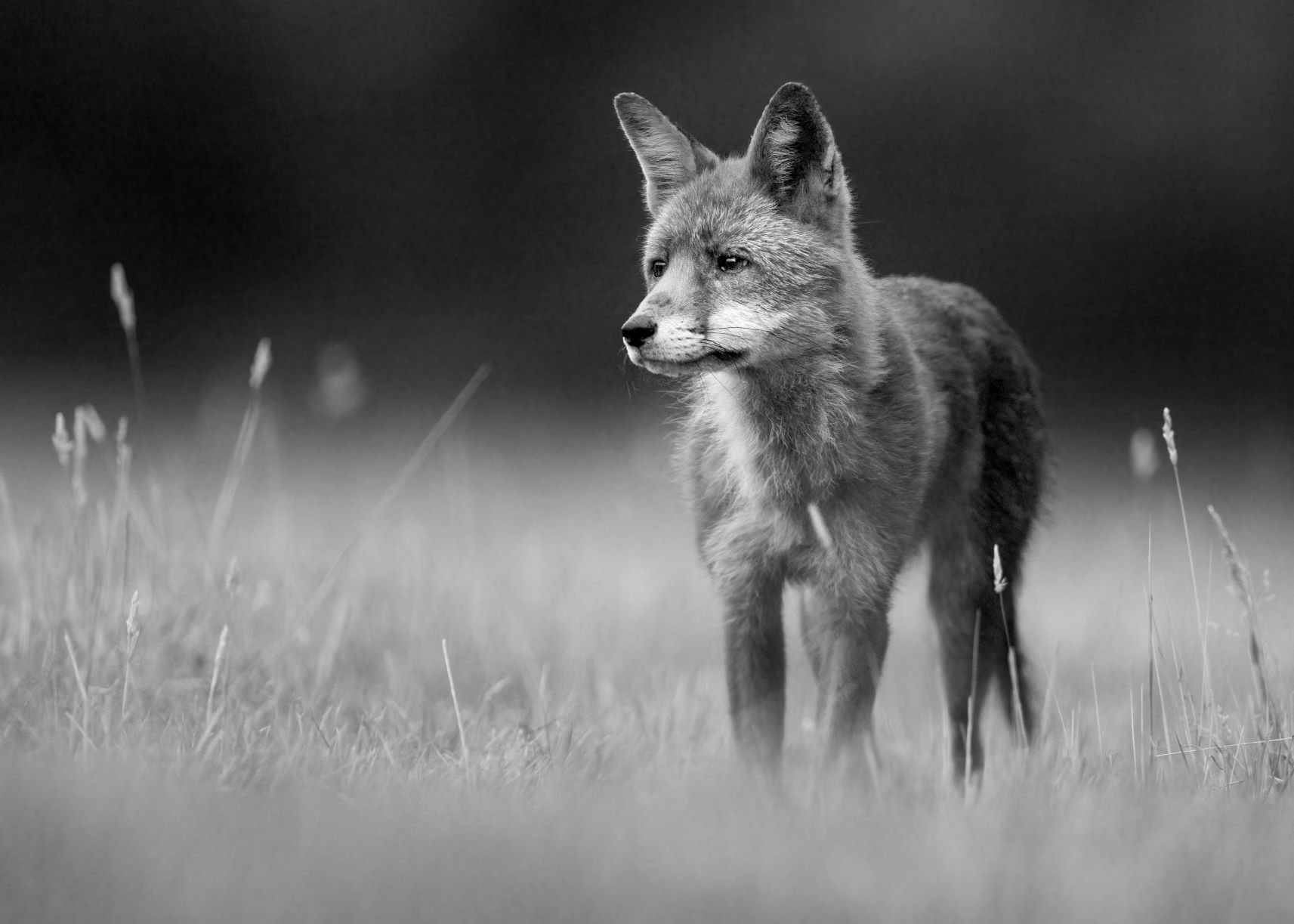 DSC_2933 Old Dog Fox (7x5 B&W).jpg