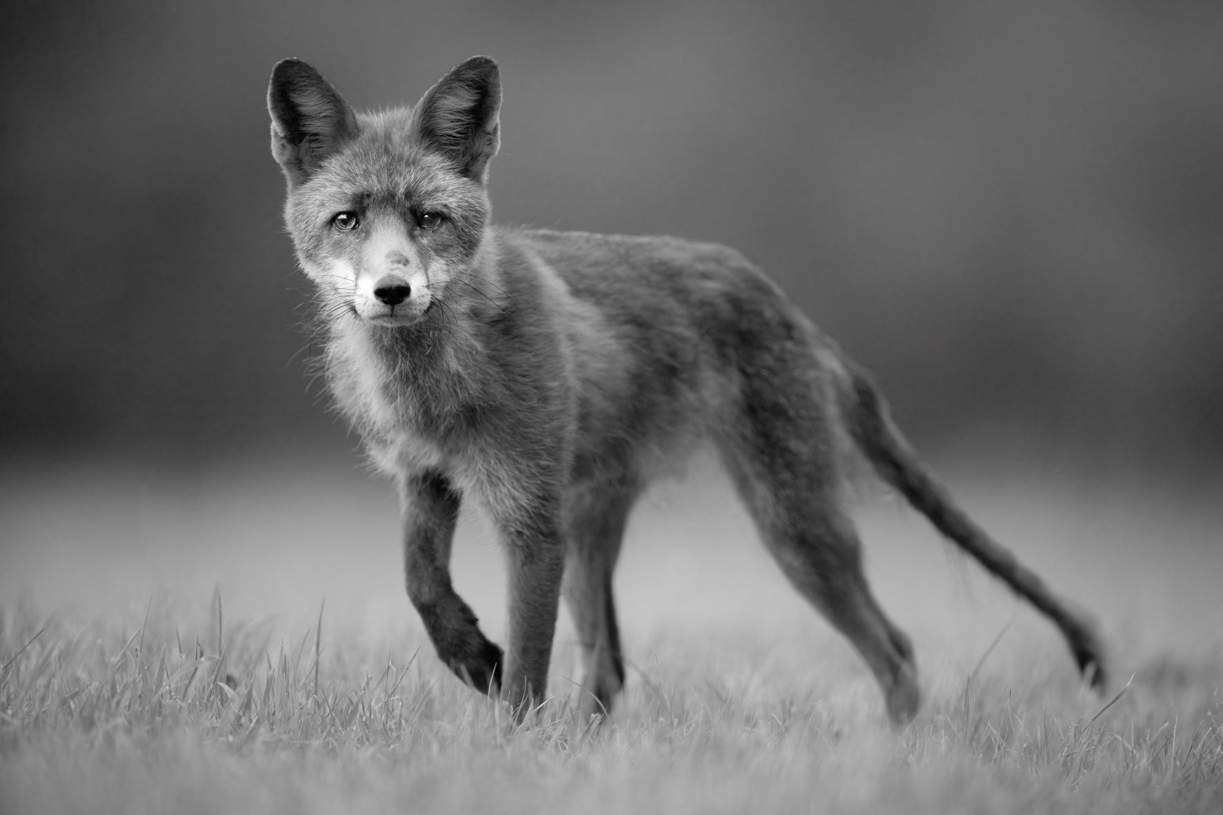 DSC_2980 Stalking Fox (6x4 B&W).jpg