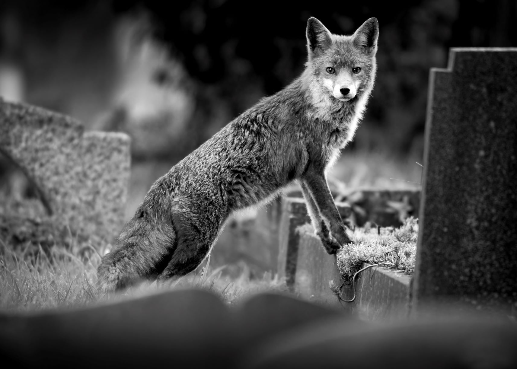 DSC_3818 Vixen & Gravestones (B&W 7x5).jpg