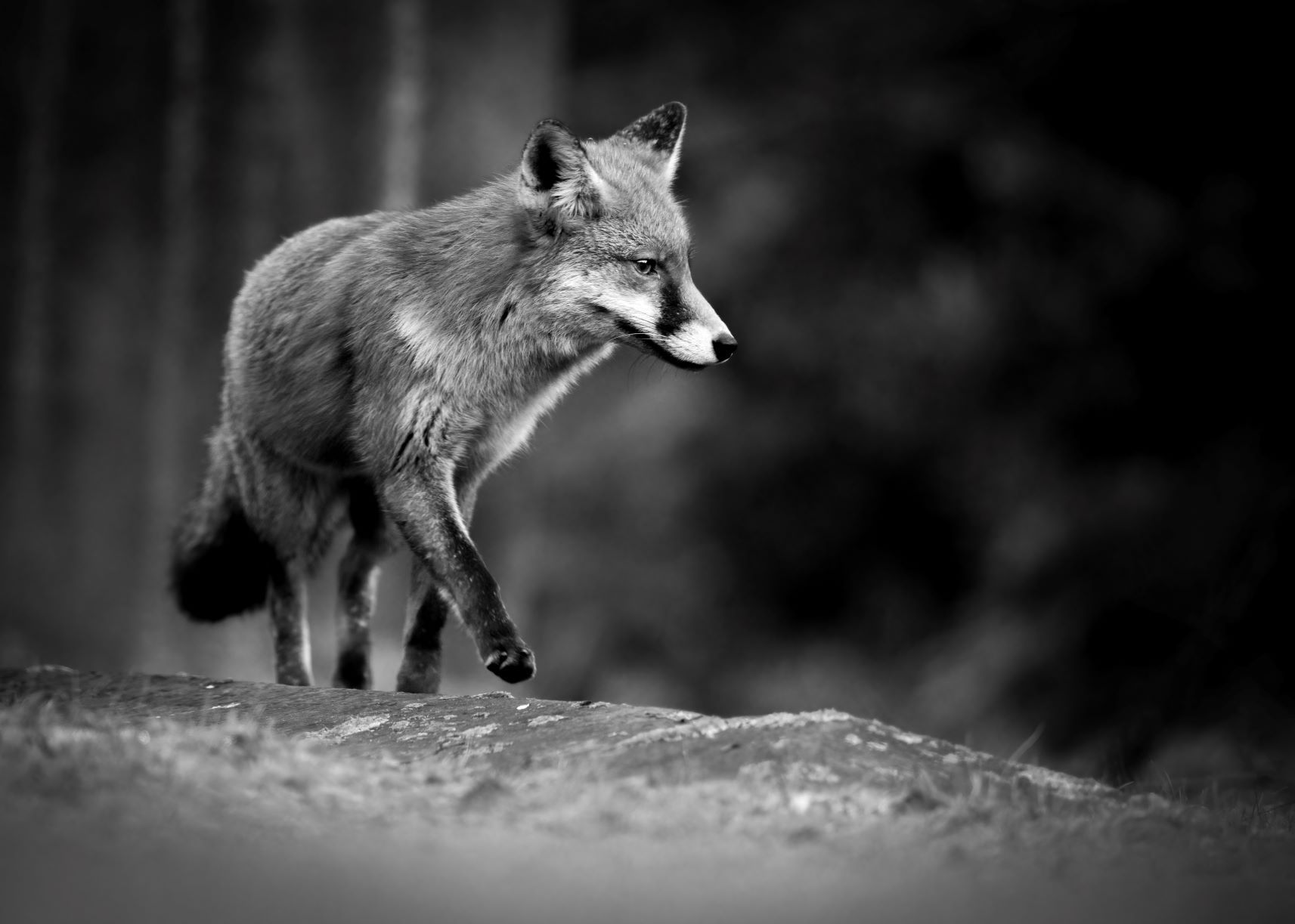 DSC_5523 Fox (B&W 7x5).jpg