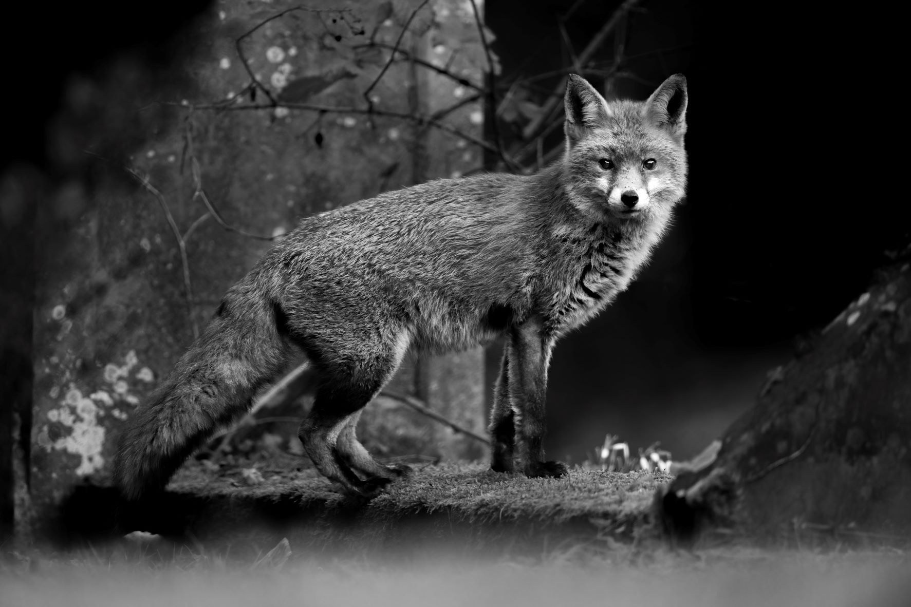 DSC_5705 Fox (B&W 6x4).jpg