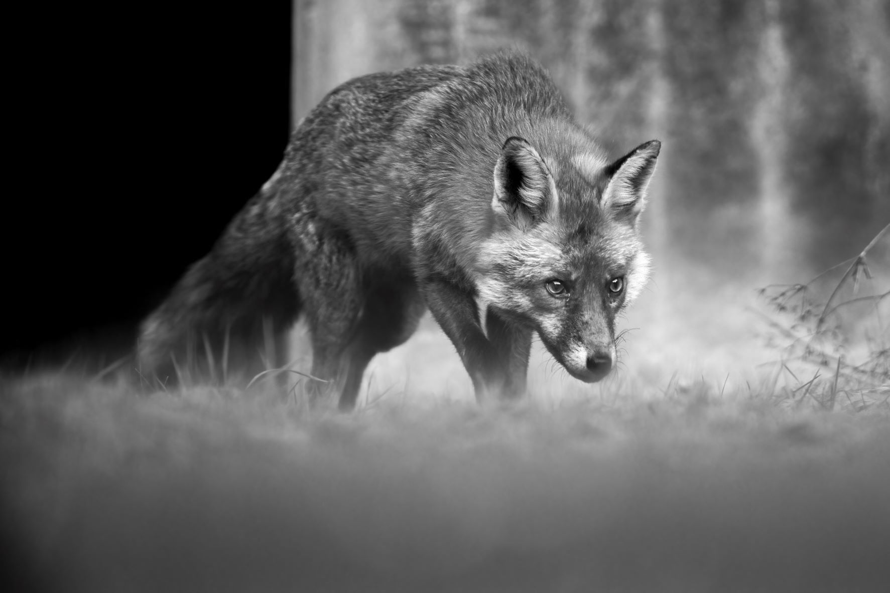 DSC_5719 Vixen Stalking (6x4 B&W).jpg