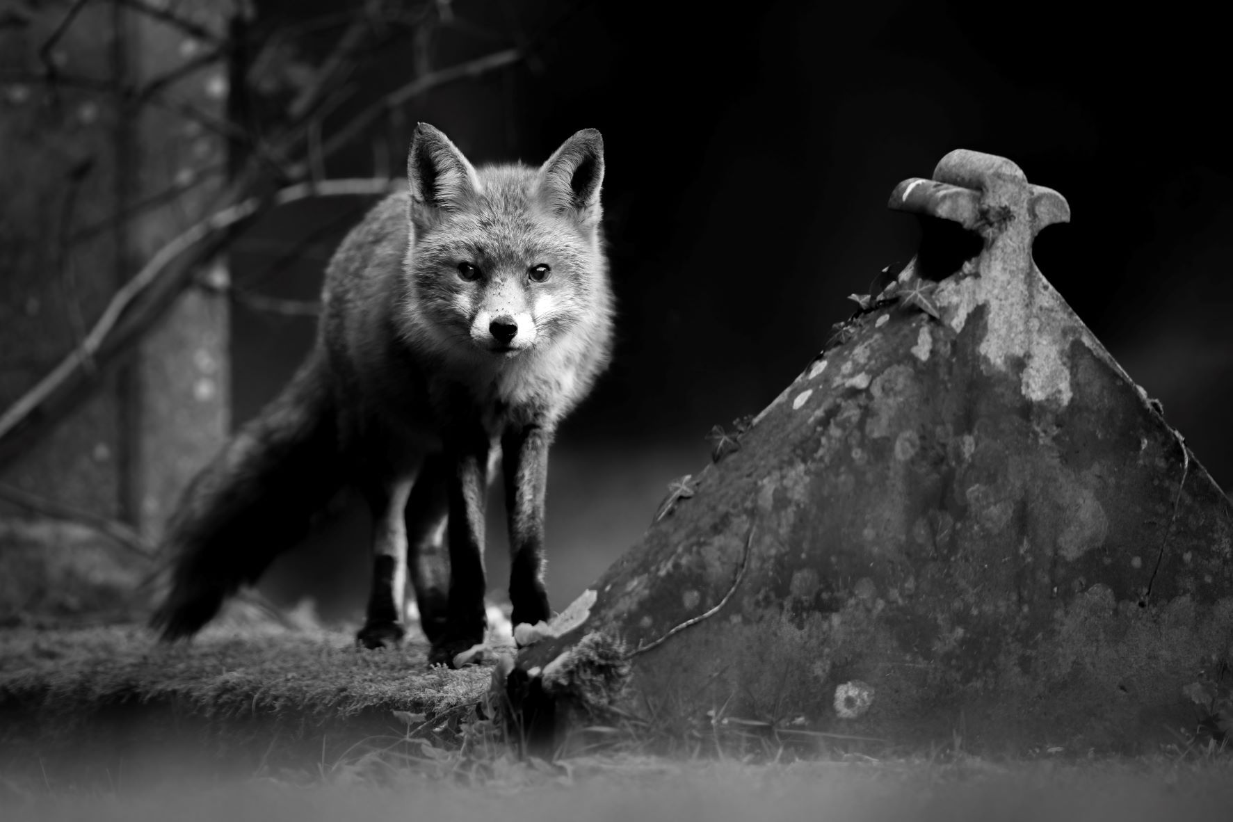 DSC_5786 Fox (B&W6x4).jpg