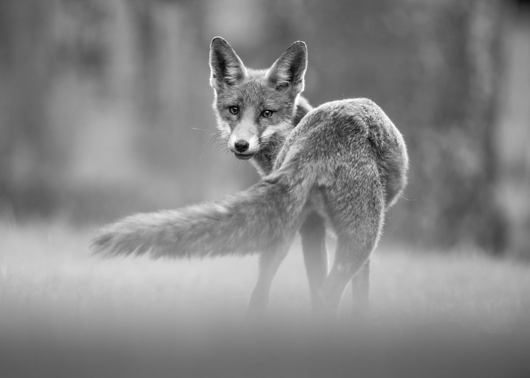 DSC_5948 Juvenile Fox (7x5 B&W).jpg