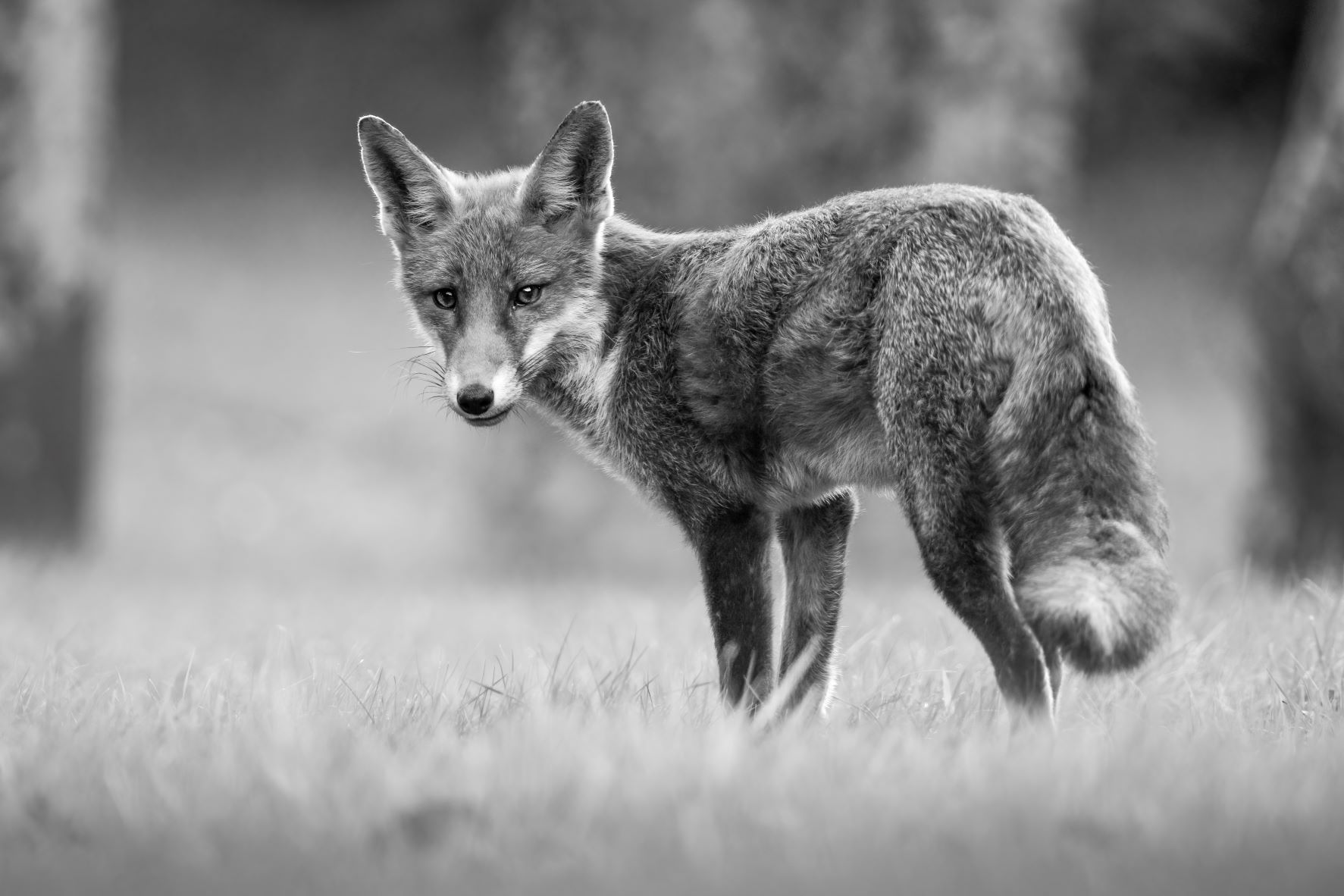DSC_6055 Juvenile Fox (6x4 B&W).jpg