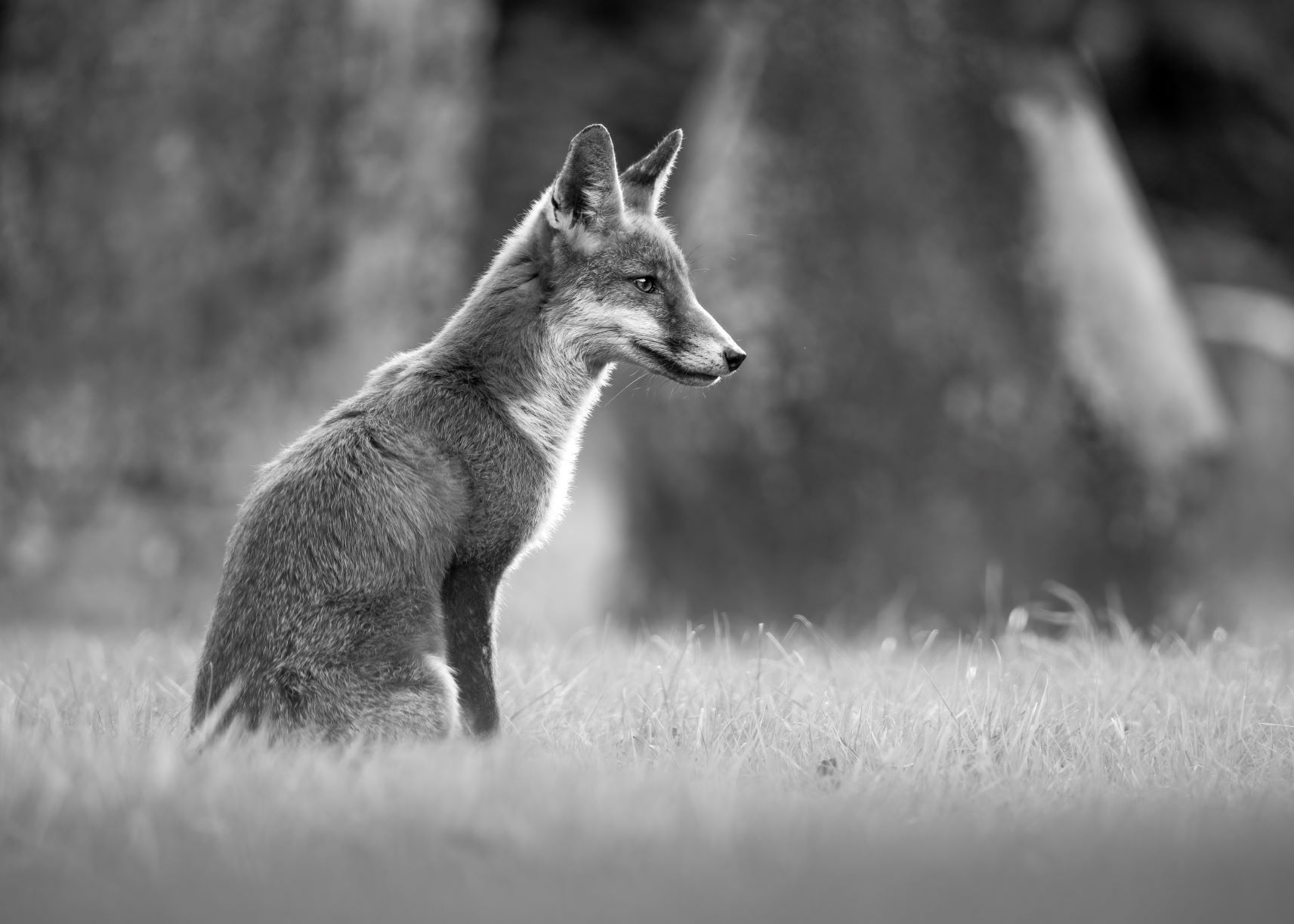 DSC_6077 Juvenile Fox (5x7 B&W).jpg