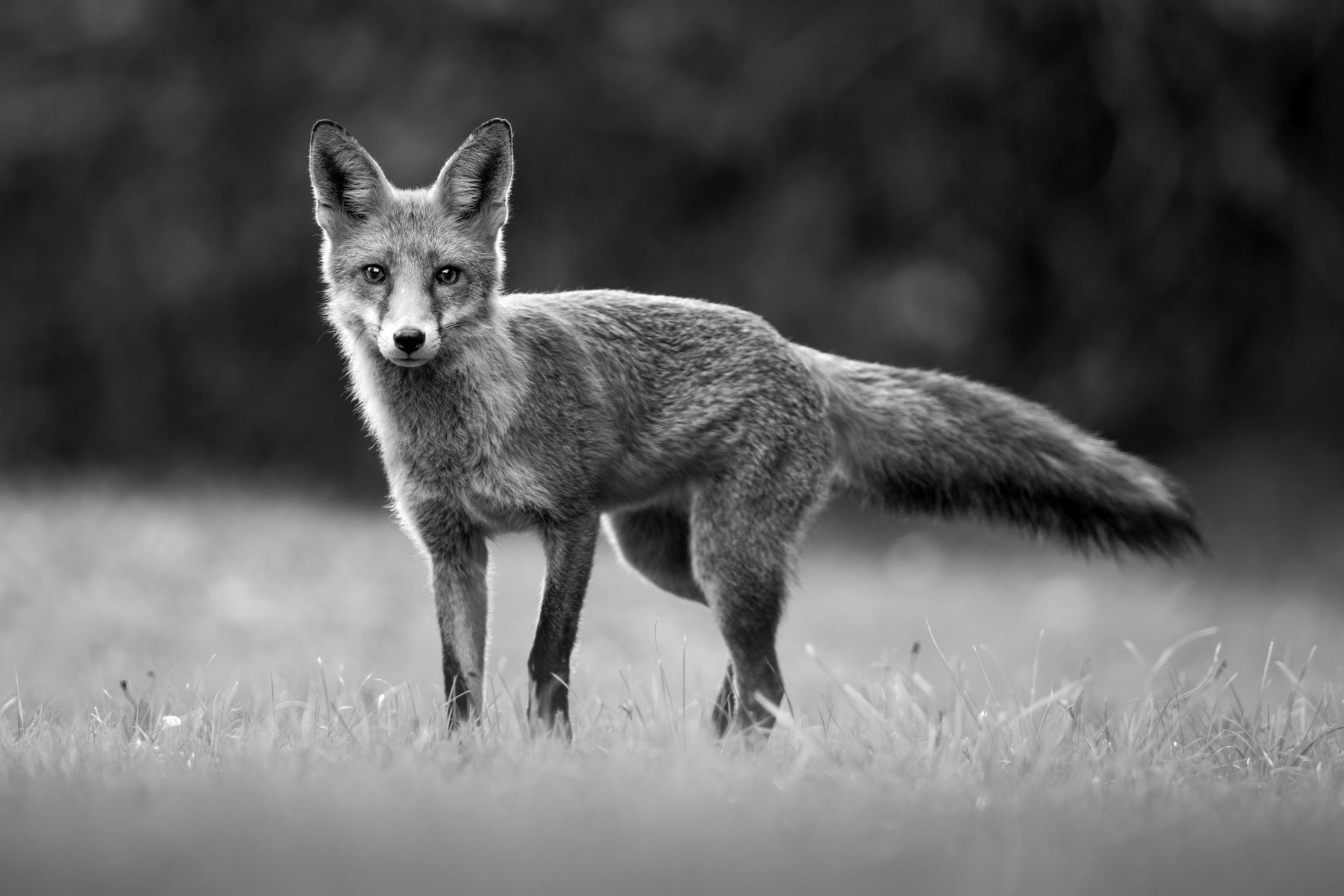 DSC_6090 Juvenile Fox (6x4 B&W).jpg
