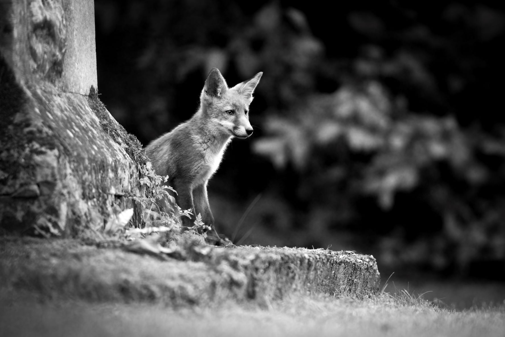 DSC_7368 Fox Kit (6x4 B&W).jpg