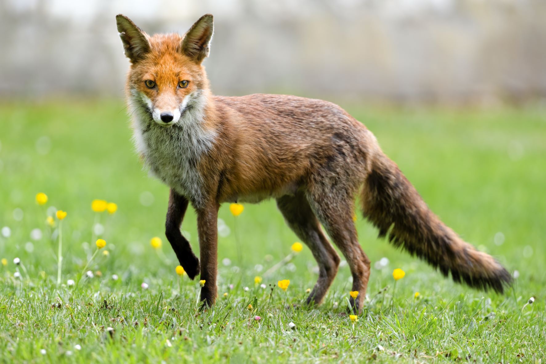 DSC_7766 Vixen (6x4).jpg