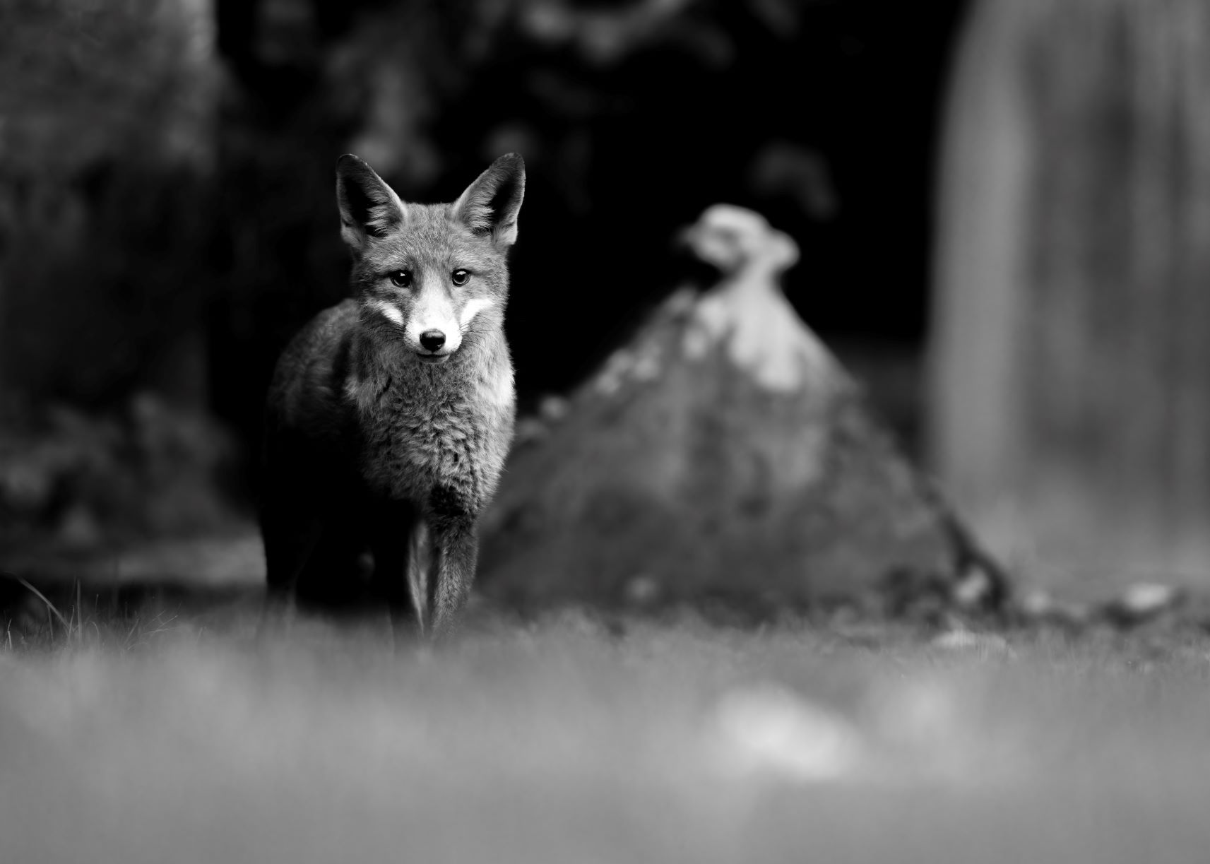 DSC_9070 Keeping Watch (6x4 B&W).jpg