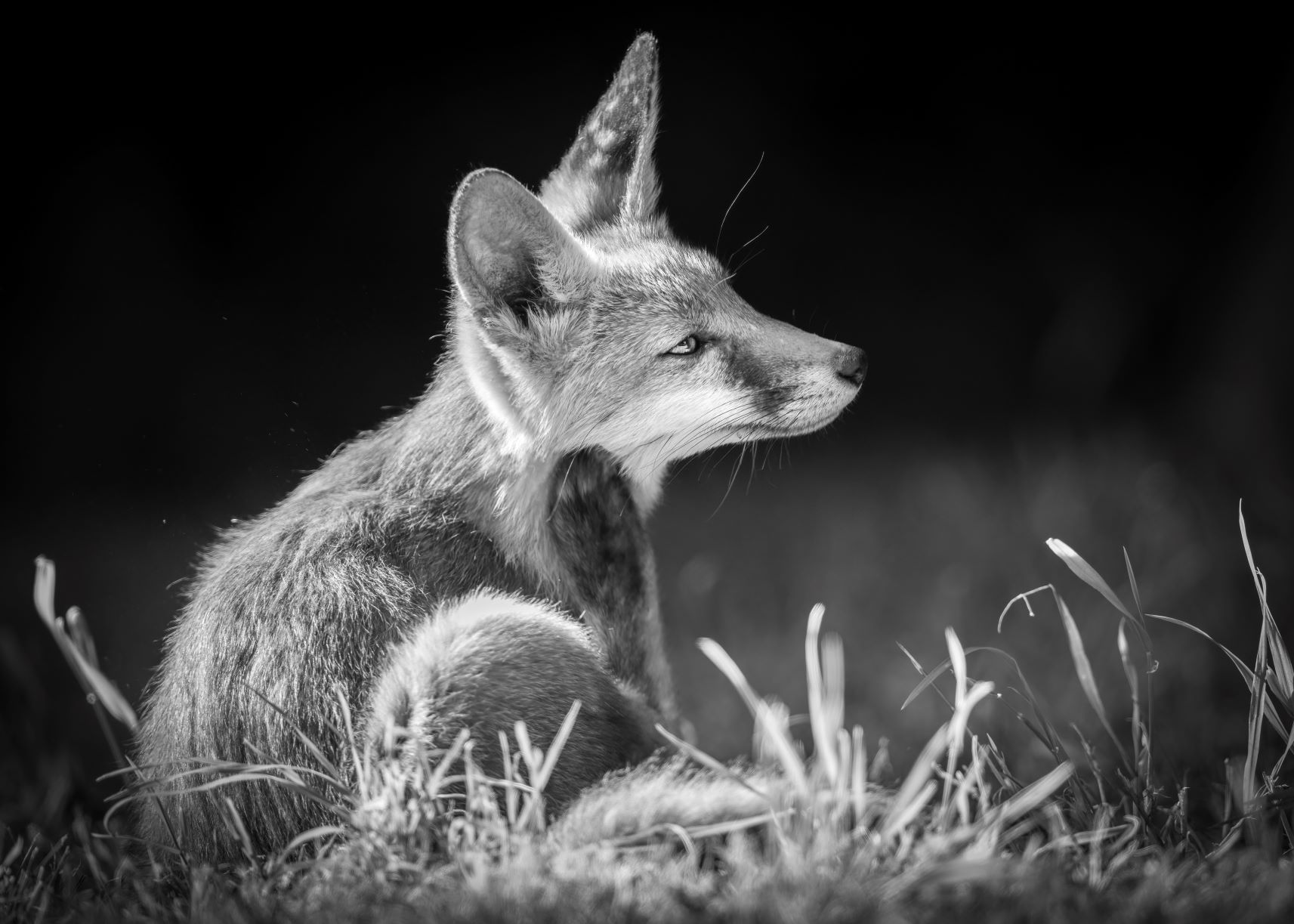 DSC_9364 Fox Kit Scratching (7x5 B&W).jpg