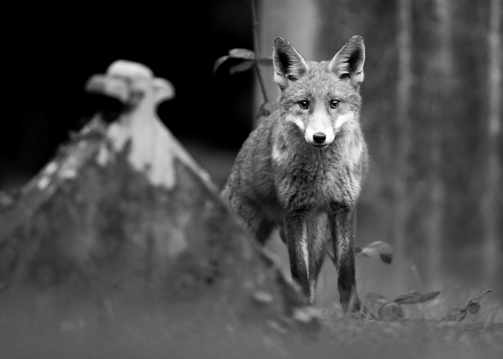 DSC_9805 Fox & Headstones (7x5 B&W).jpg
