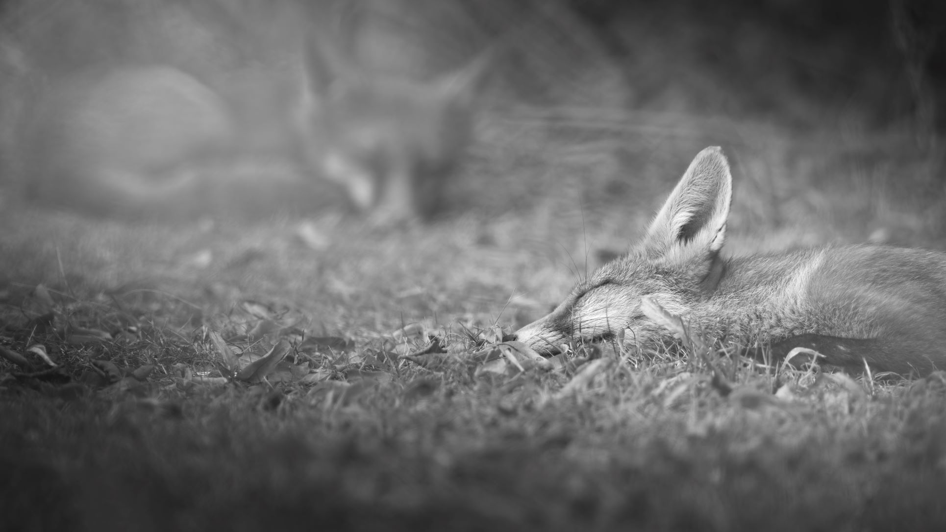 DSC_2423 Fox Kits (Naptime 16x9 B&W Edit).jpg