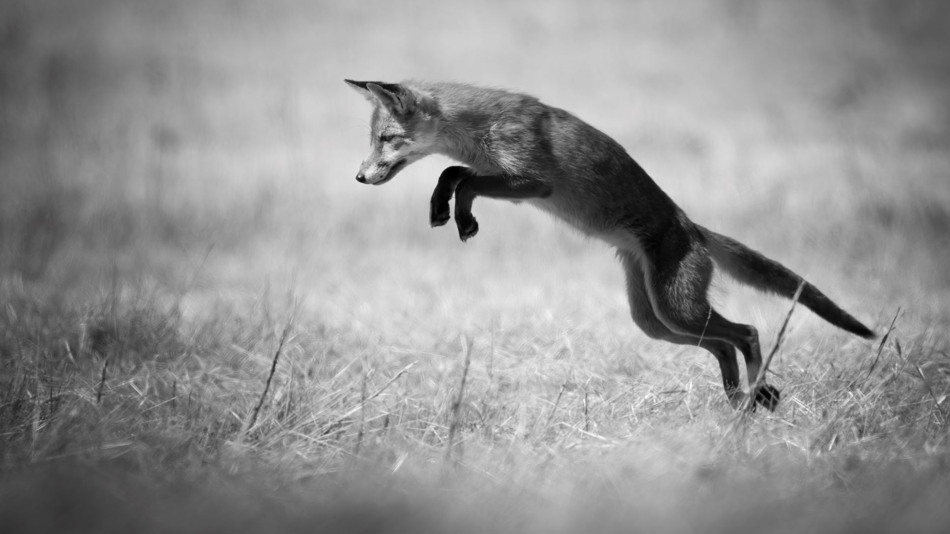 DSC_3648 Pouncing Fox (16x9 B&W).jpg